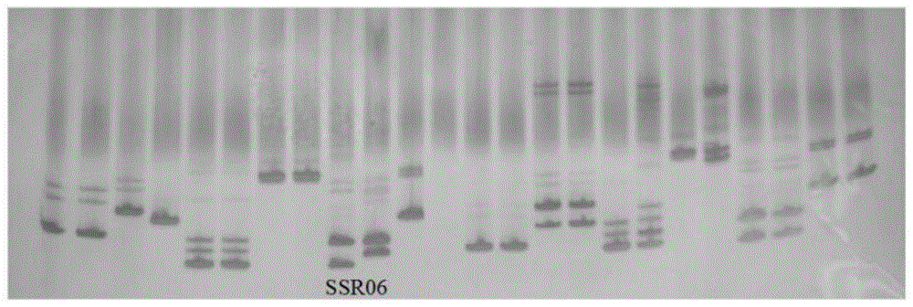 一种鉴定云萝卜2号杂交种子纯度的SSR引物及方法与流程