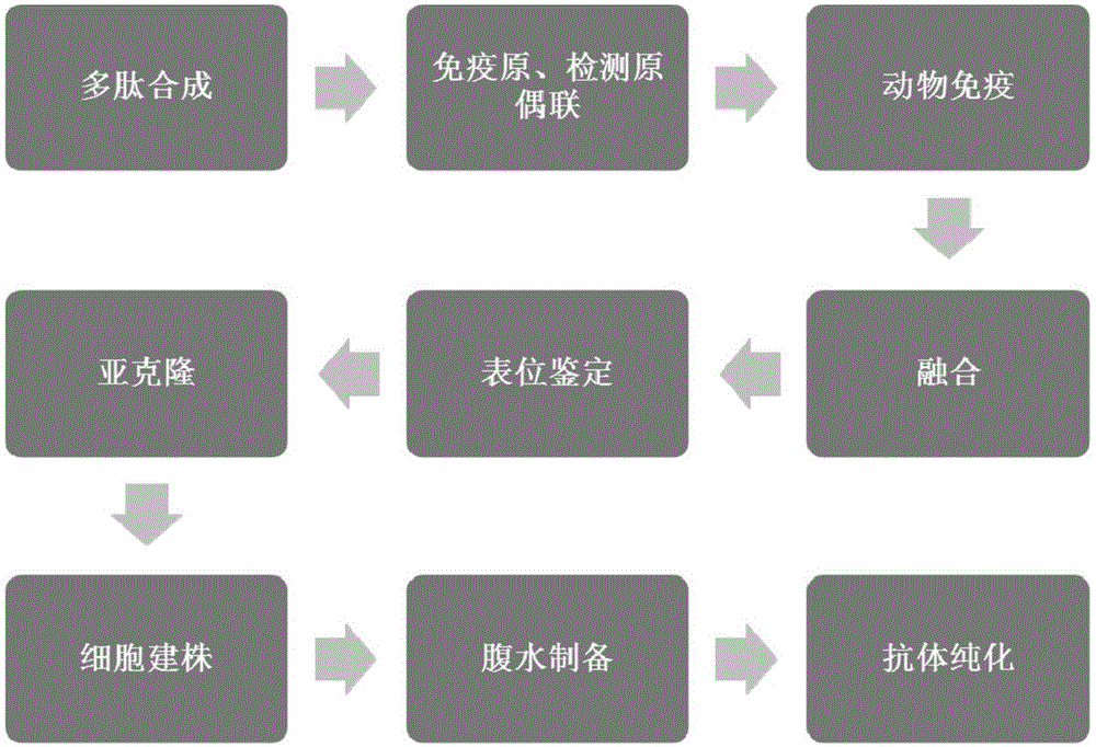 过氧化物酶-6的单克隆抗体及其应用的制作方法