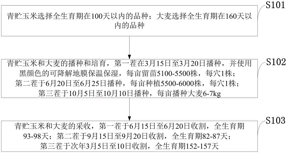 一种粮饲作物的多熟高效种植方法与流程