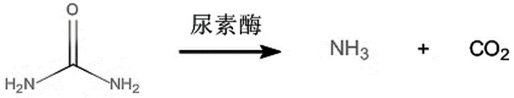 一种基于GC-MS与酶化学法结合测定生物样本中尿素含量的方法与流程