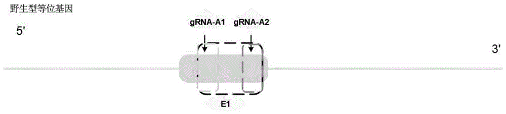 靶向敲除人MC1R基因的sgRNA及其构建的细胞株的制作方法