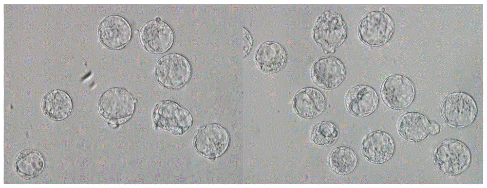 囊胚培养液及其制备方法与流程