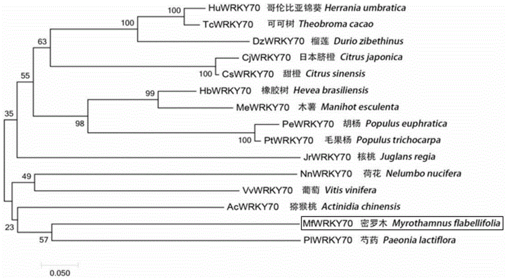 一种密罗木基因MfWRKY70及其应用的制作方法