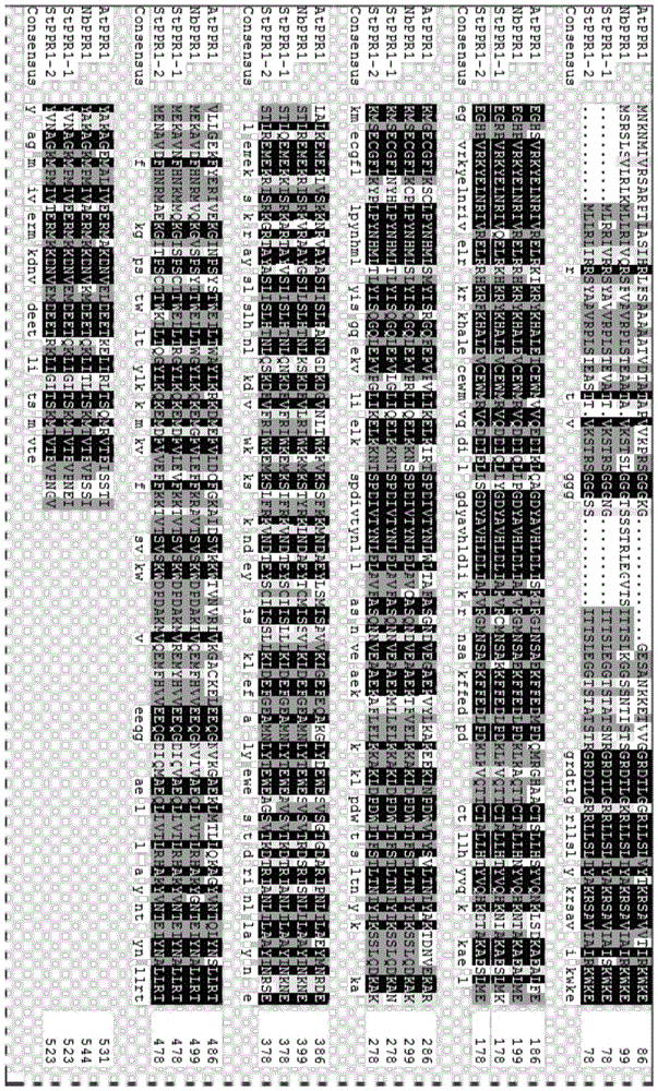 疫霉菌抗性的负调控因子AtPPR1基因及其同源基因的制作方法