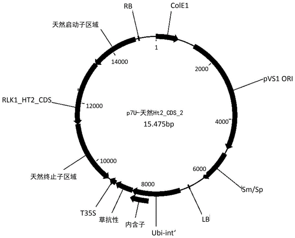 赋予对真菌病原体抗性的基因的制作方法