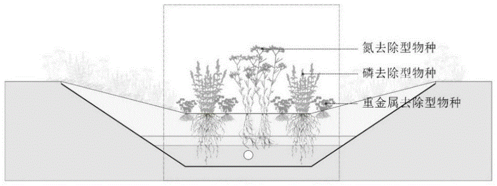 一种适用于生物滞留设施的地被植物群落组构方法与流程