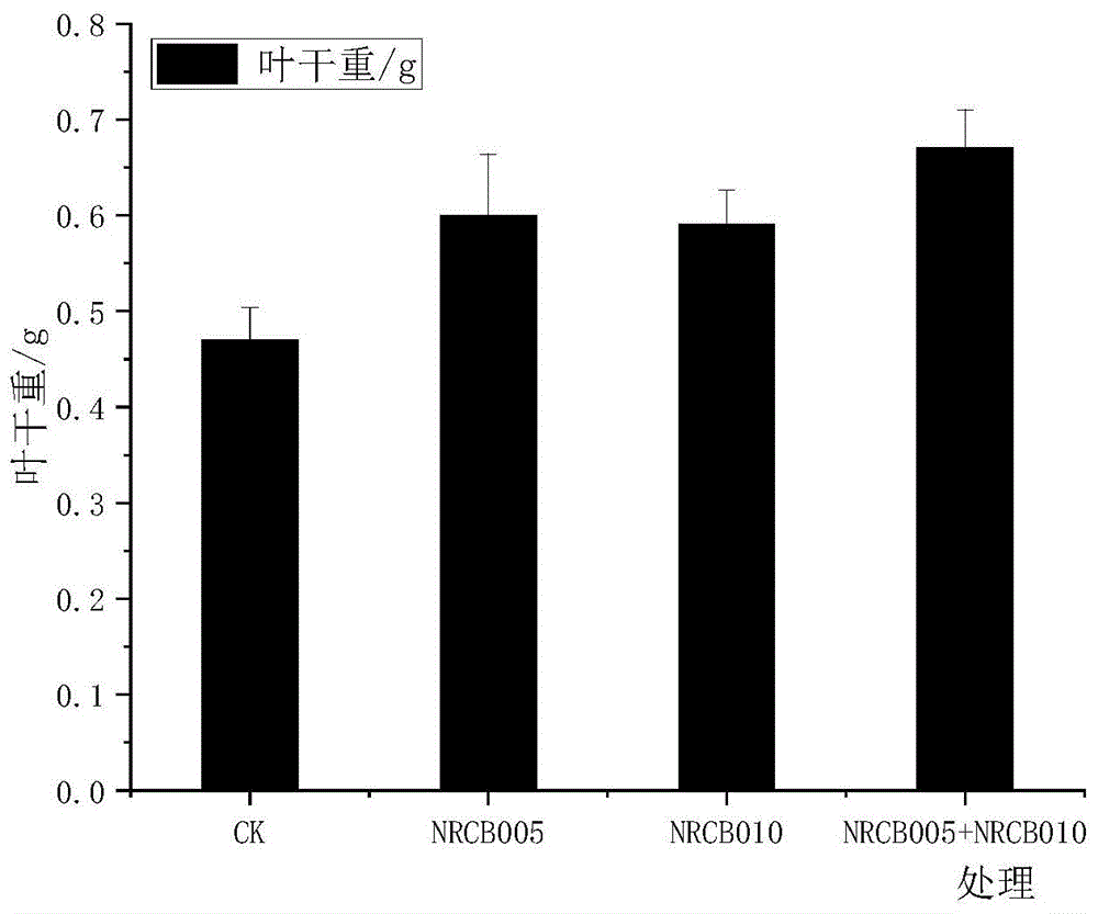 一种以戊二胺发酵尾液发酵的生物基水溶肥及其制备方法与应用与流程