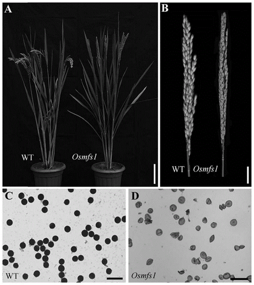 水稻减数分裂发育相关基因OsMFS1及其应用的制作方法