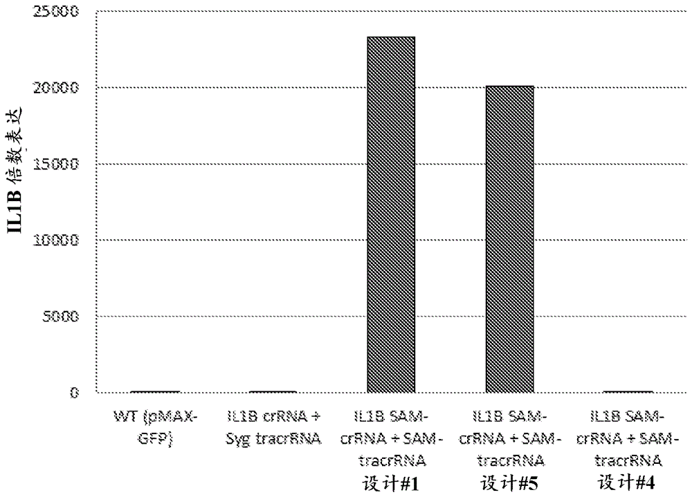 用于CRISPR/CAS激活系统的合成的指导RNA的制作方法