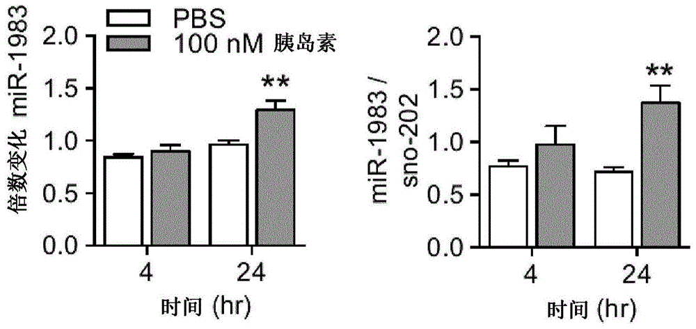 用于检测和治疗胰岛素抵抗的组合物和方法与流程