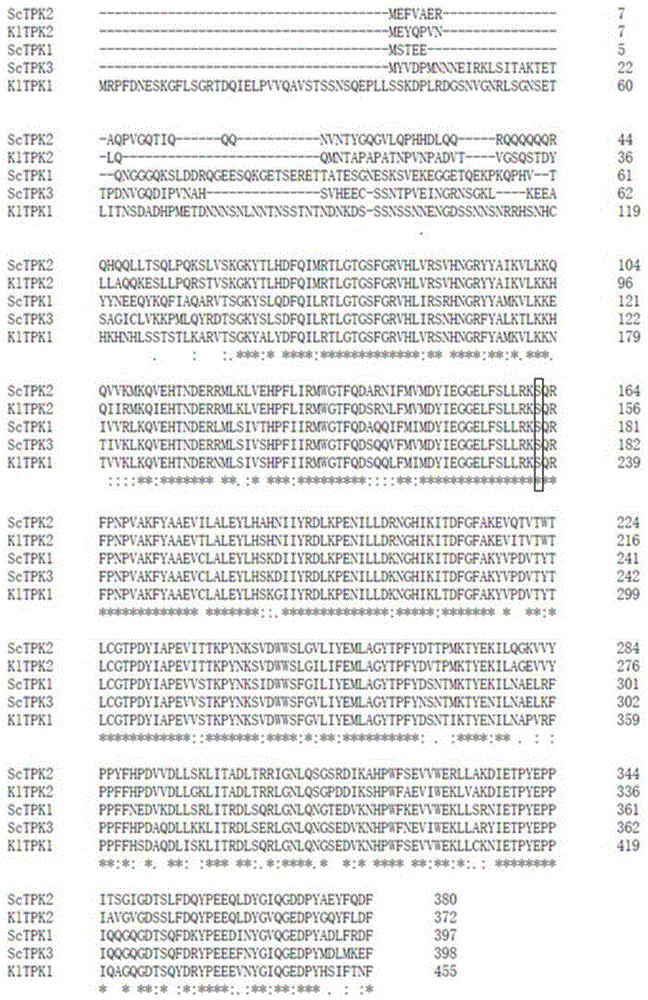 蛋白激酶A催化亚基TPK2基因改造方法及其应用与流程
