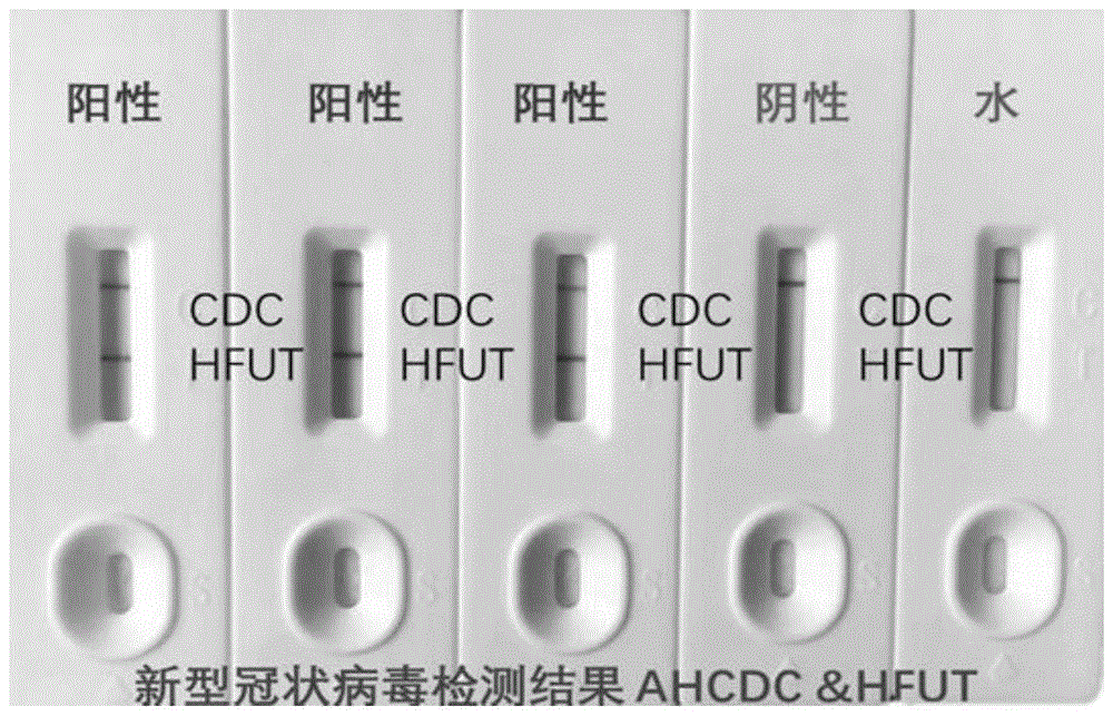 新冠病毒核酸重组酶介导等温扩增侧向层析胶体金快速检测方法及试纸条