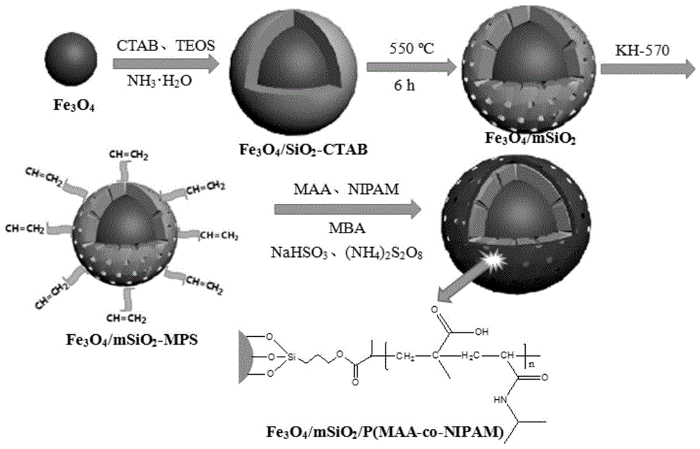核壳结构刺激响应型药物载体的制备方法及药物释放方法与流程