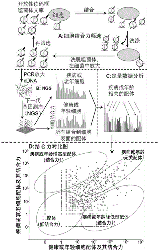 Scg3作为治疗靶标在制备治疗血管增生型或渗出型疾病的药物中的应用的制作方法