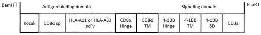 靶向HLA-A的嵌合抗原受体、编码基因、CAR-Tregs细胞及其制备方法、用途与流程