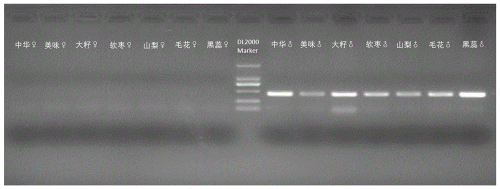 用于猕猴桃商业品种的性别鉴定的通用分子标记引物及应用的制作方法