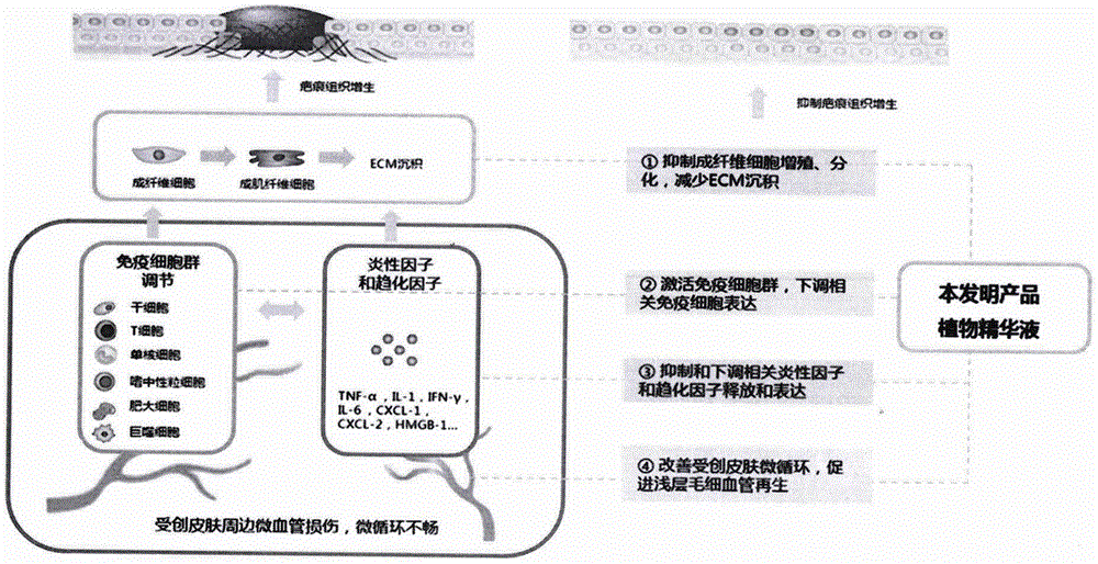 一种防治和修复疤痕增生的植物精华液及其制备方法与流程