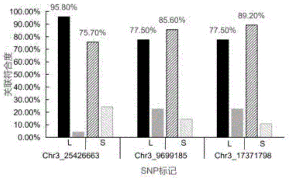 月季童期类型SNP分子标记及其应用的制作方法