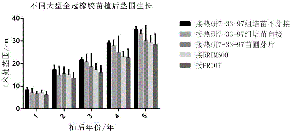 一种培育橡胶树大型全冠苗的育苗方法与流程