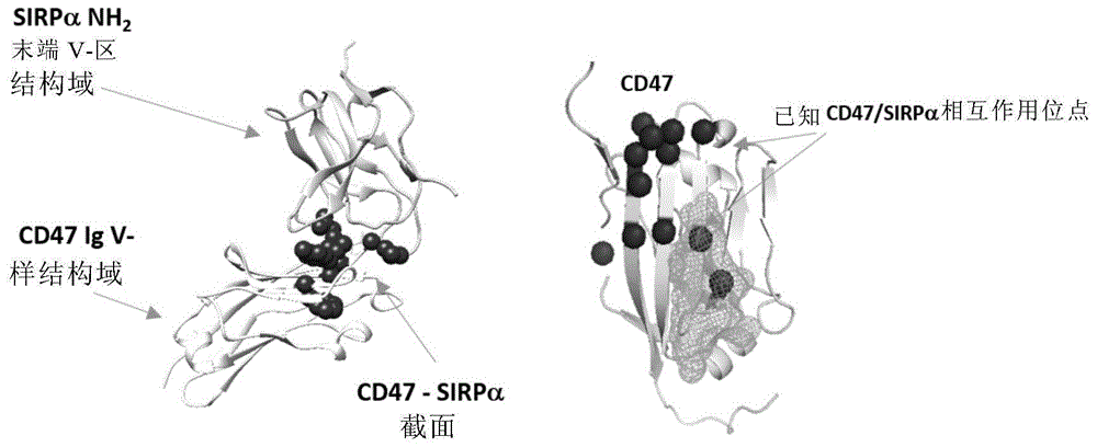 CD47抗原结合分子的制作方法