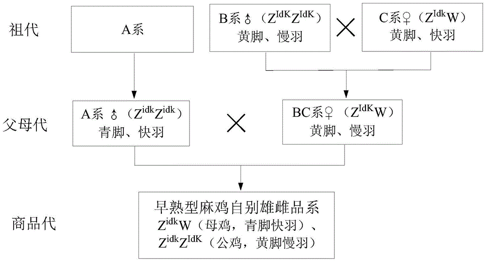 一种早熟型麻鸡自别雄雌品系的培育方法与流程