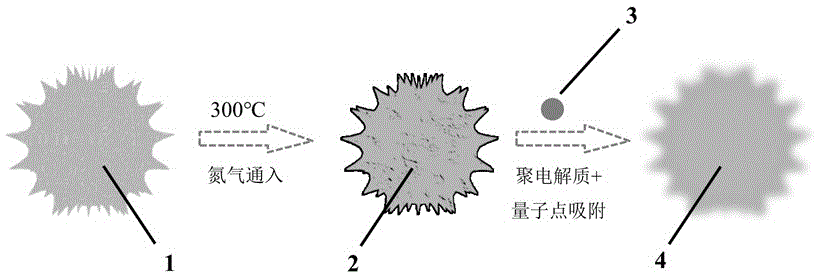 一种基于天然多刺状花粉的复合量子点编码微球及其制备方法与流程