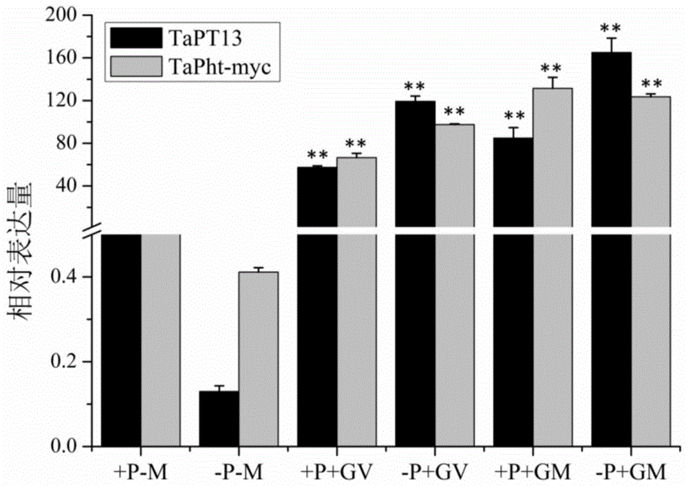 基因TaPT13在提高植物对白粉菌抗性方面的应用的制作方法