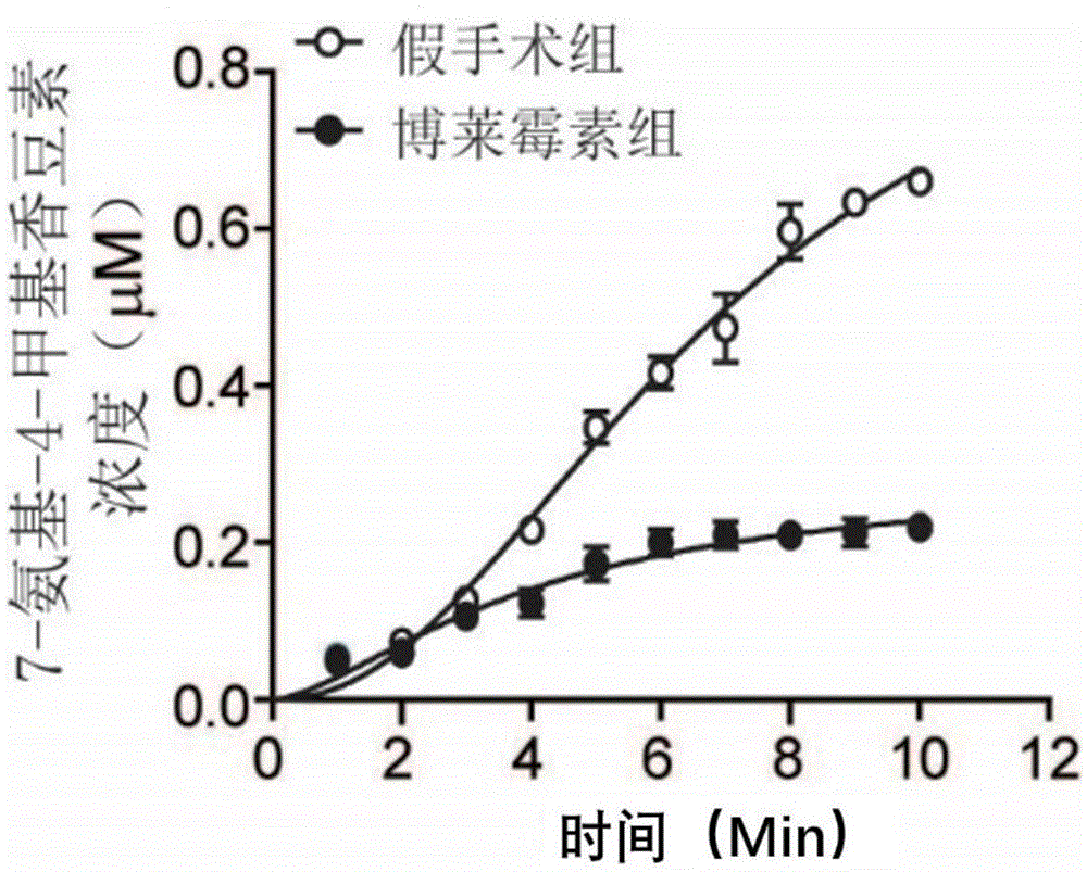 多肽、其衍生物及其在制备抗肺纤维化的药物中的应用的制作方法