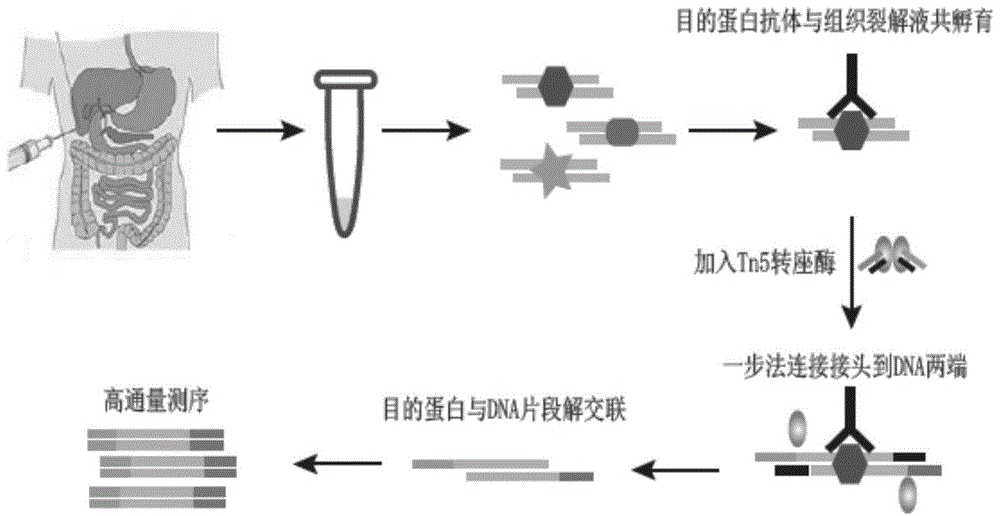 一种利用微量临床穿刺样本进行染色质免疫共沉淀文库制备的方法及其应用与流程