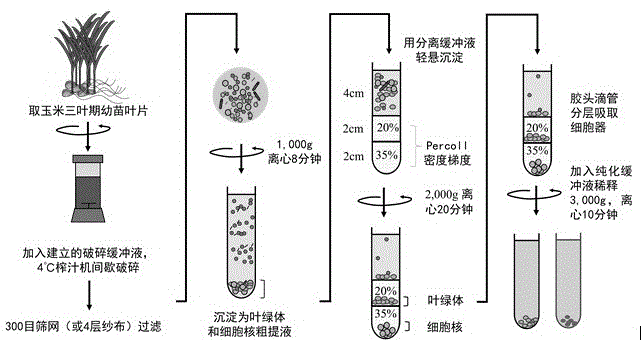 同时分离提取玉米细胞核和叶绿体的方法与流程