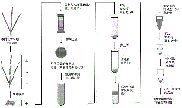 单核、二核及成熟玉米花粉分离方法及花粉发育阶段判定模型的构建与应用与流程