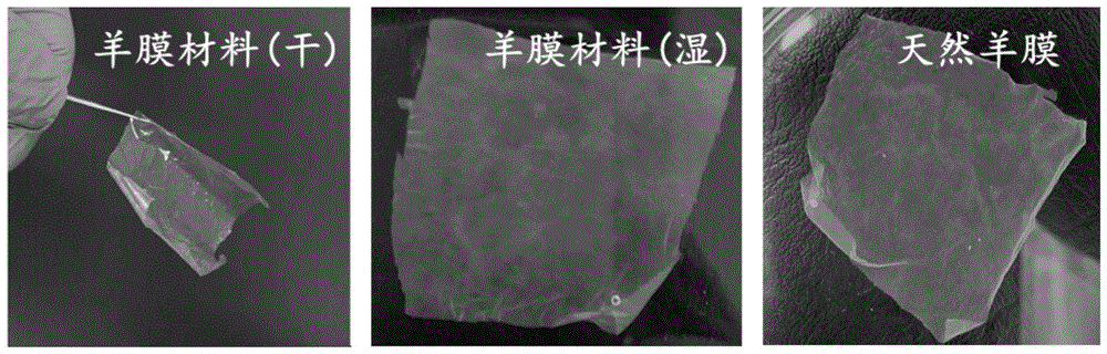 一种负载生长因子的活性羊膜材料及其制备方法与流程