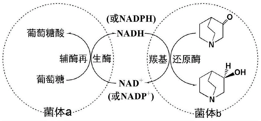 一种自给式双功能生物催化剂及其制备方法和应用与流程