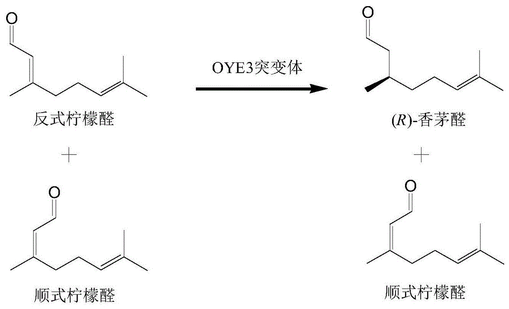 一种烯醇还原酶突变体及其在制备（R）-香茅醛中的应用的制作方法