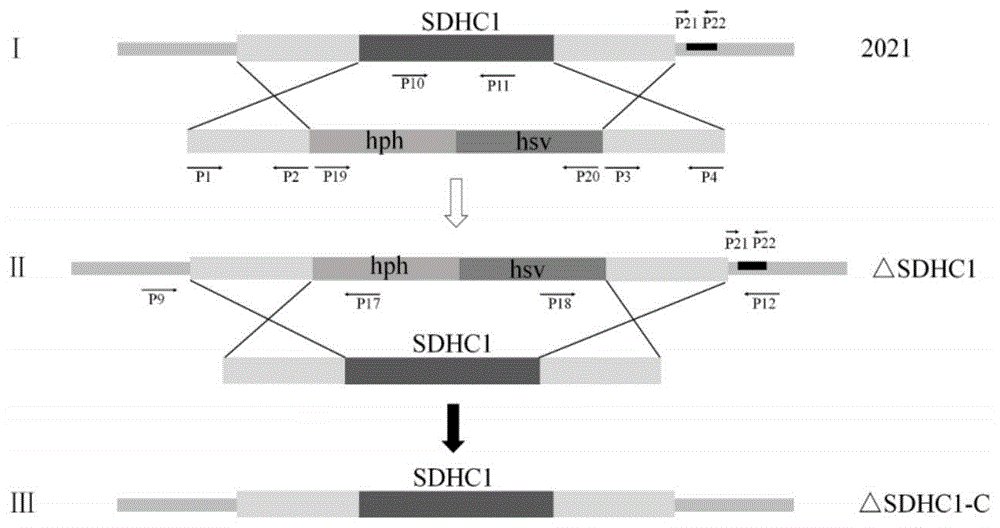 镰孢菌遗传分化的SDHC亚基作为药靶资源在药物研发中的用途的制作方法