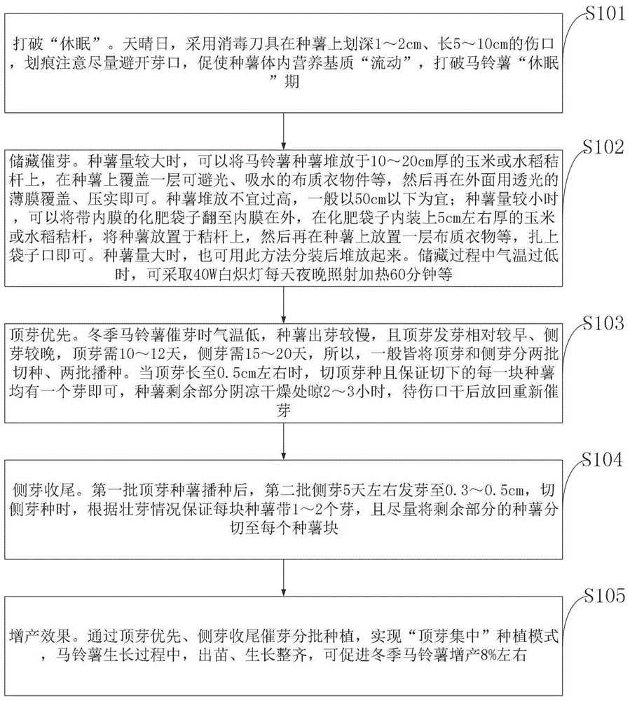 一种冬马铃薯种薯催芽促增产方法与流程