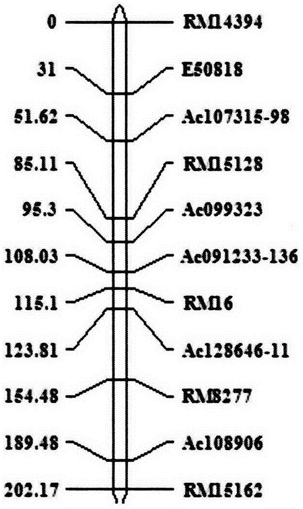 一种关于水稻柱头外露主效QTL位点的分子标记方法与流程