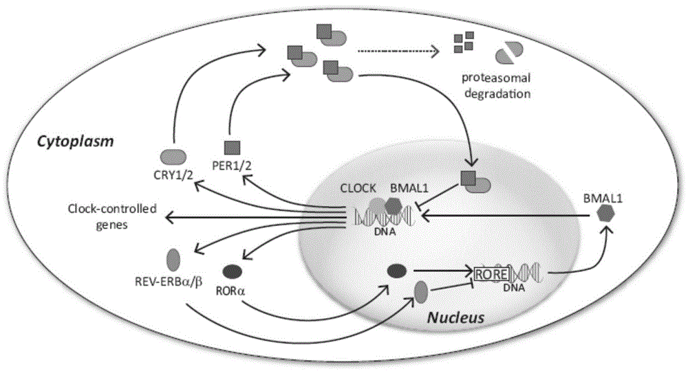 NRF2蛋白在制备用于调节生物节律的药物中的应用的制作方法