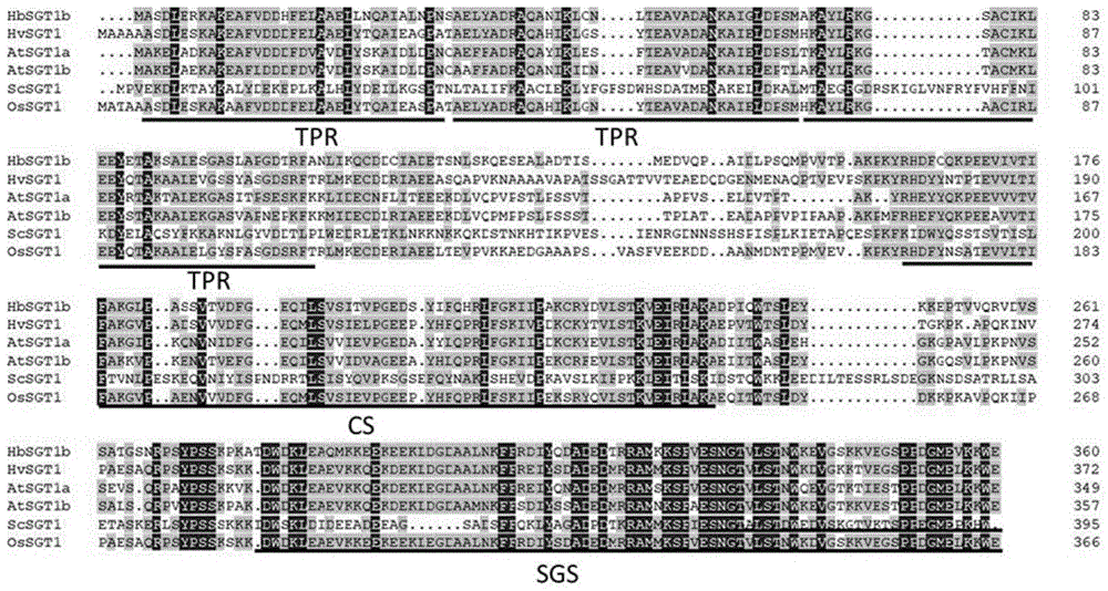一种橡胶树白粉病抗性相关基因HbSGT1b及其应用的制作方法