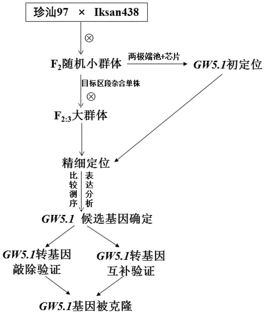 水稻粒宽和粒重基因GW5．1的克隆与应用的制作方法