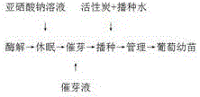 一种提高葡萄种子发芽率的育苗方法与流程