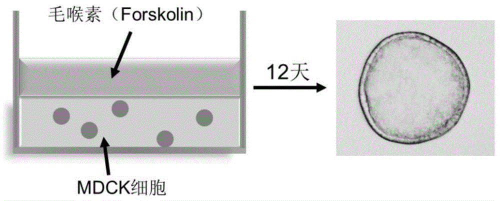 1-茚酮在制备治疗或预防常染色体显性遗传多囊肾病药物的应用的制作方法