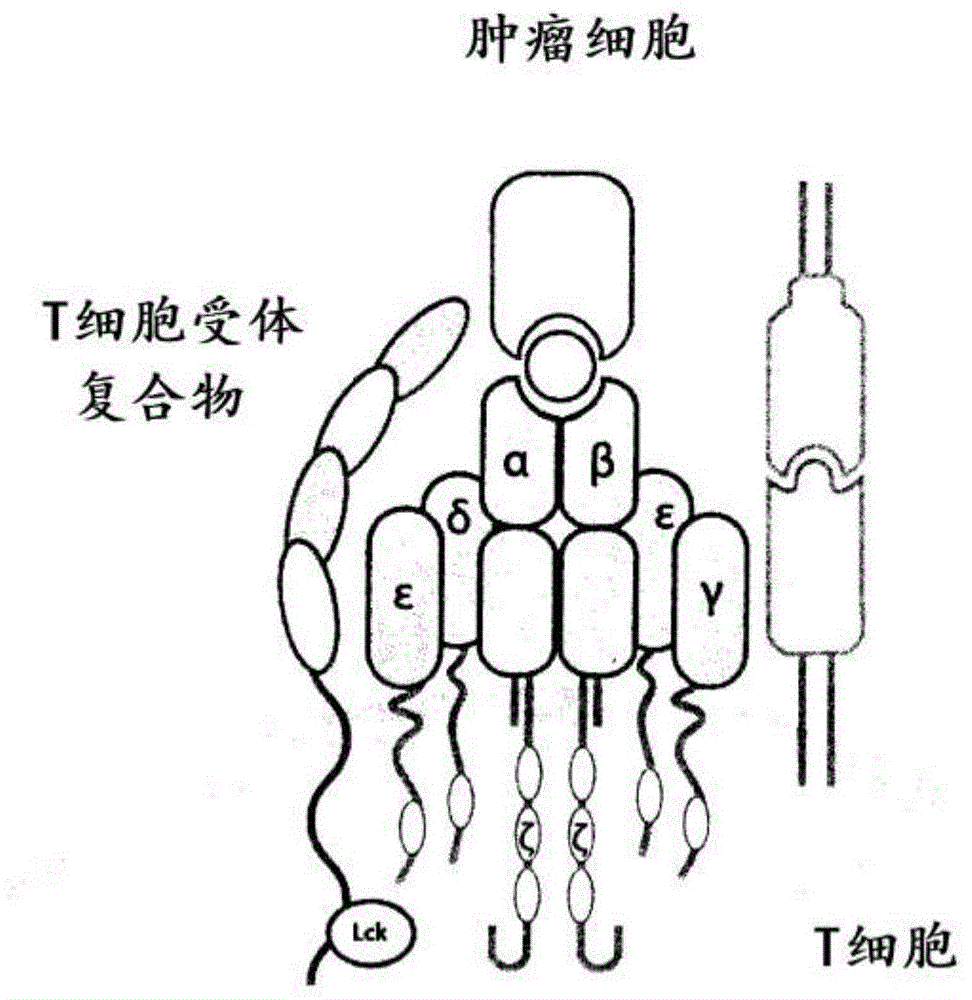 具有Y182T突变的T细胞-抗原偶联物及其方法和用途与流程