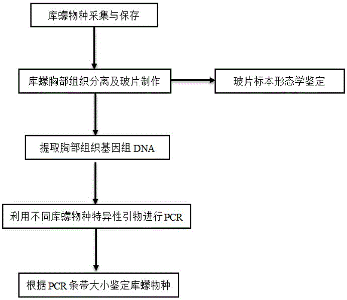 基于物种COI基因的七种蓝舌病毒媒介库蠓物种鉴定方法与流程