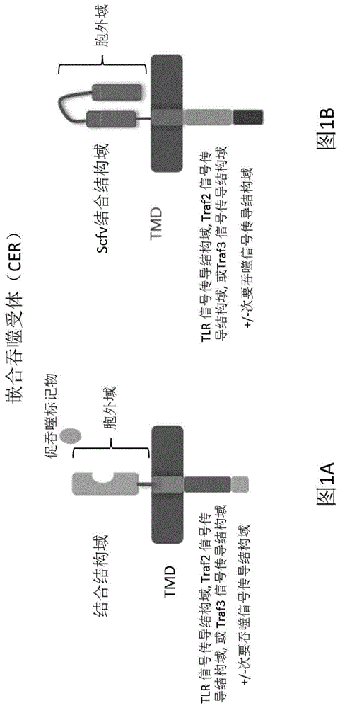 嵌合吞噬受体分子和使用方法与流程