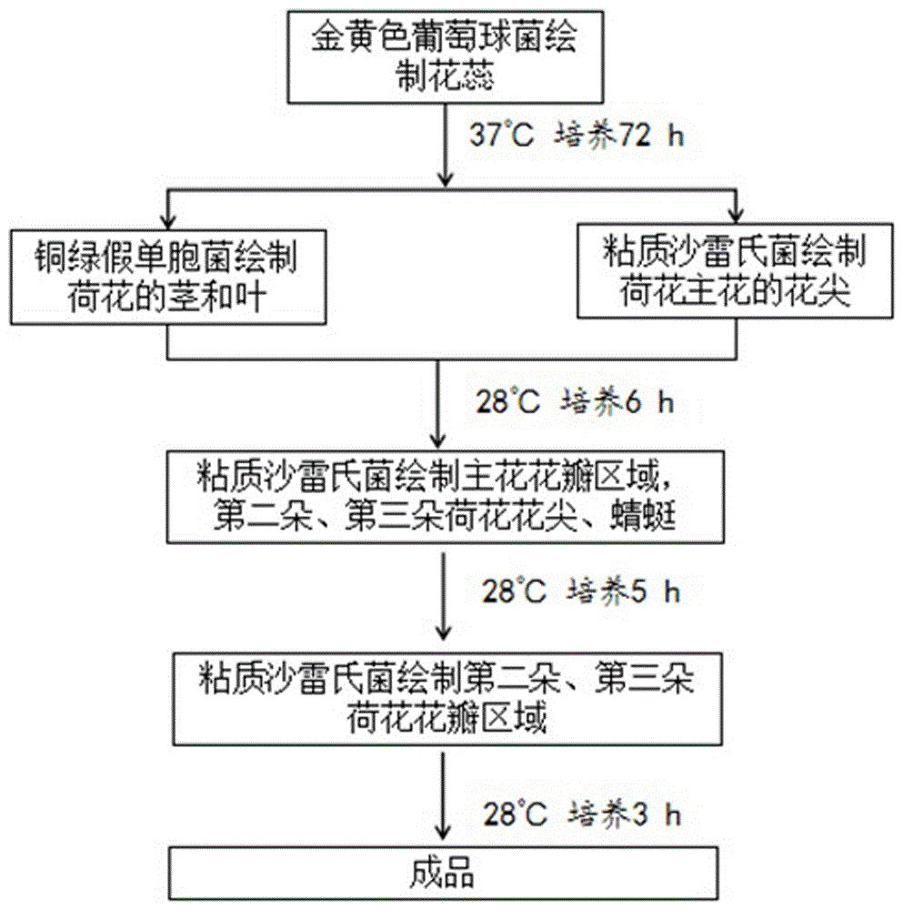 使用微生物绘制图形的方法与流程