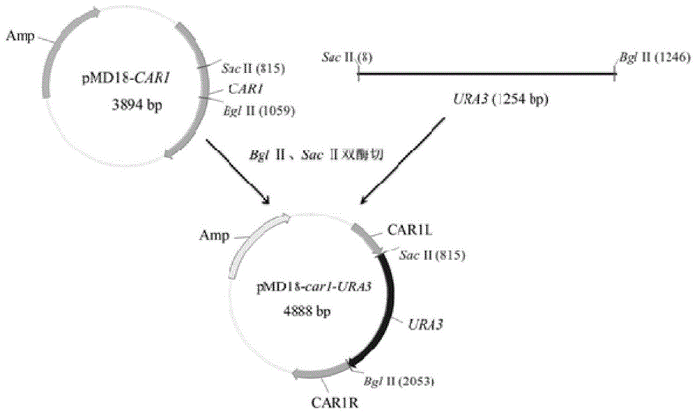 一种代谢改造酿酒酵母降低黄酒中氨基甲酸乙酯含量的方法与流程