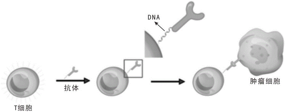 核酸编码的CAR-T细胞及其制备方法和应用与流程