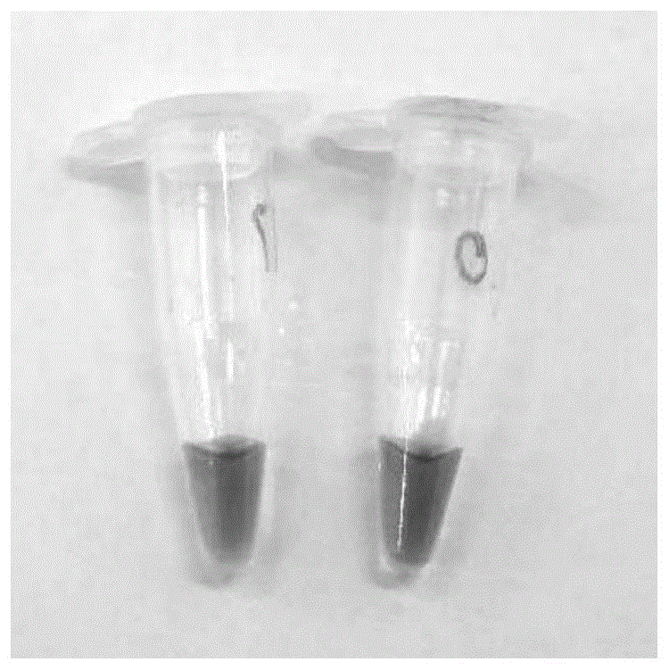 新型冠状病毒SARS-CoV-2核酸目视检测试剂盒的制作方法