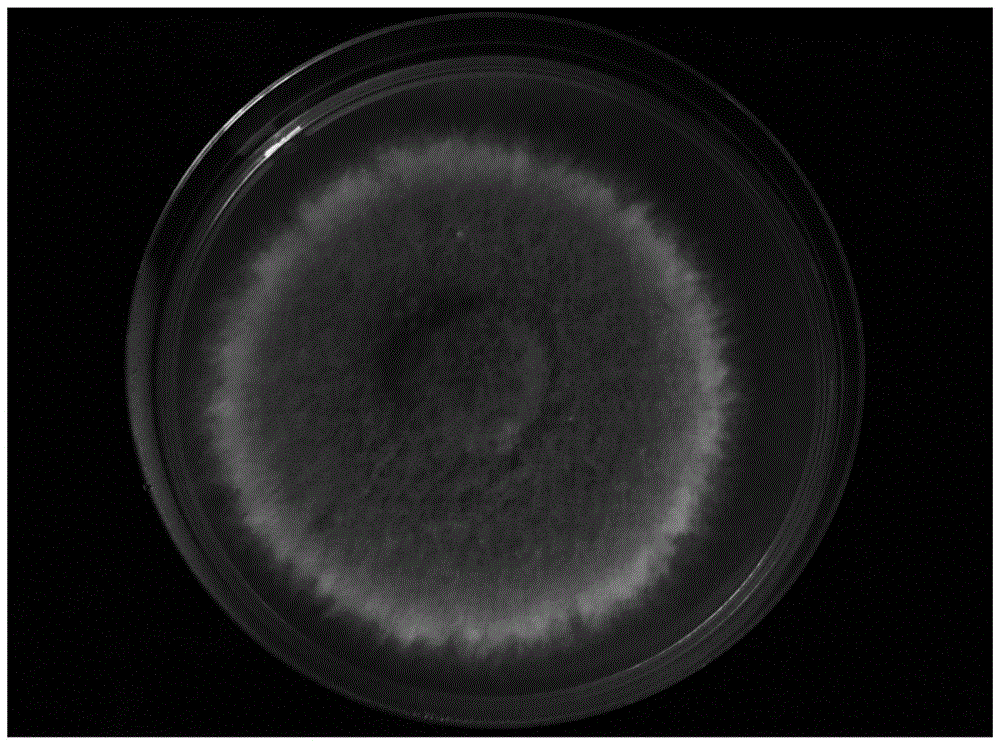 一种山田平脐蠕孢菌菌株、其筛选和鉴定方法及其用途与流程